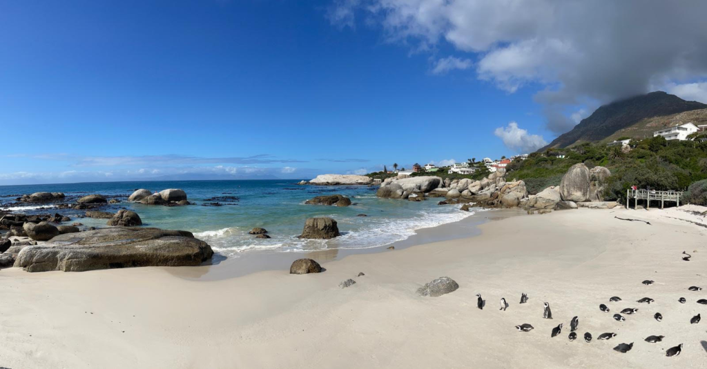Panoramic photo of penguins on Boulders Beach during Cape Peninsula day trip