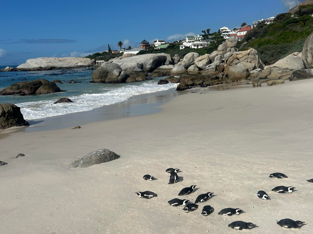 Penguins at Boulders Beach on the Cape Peninsula