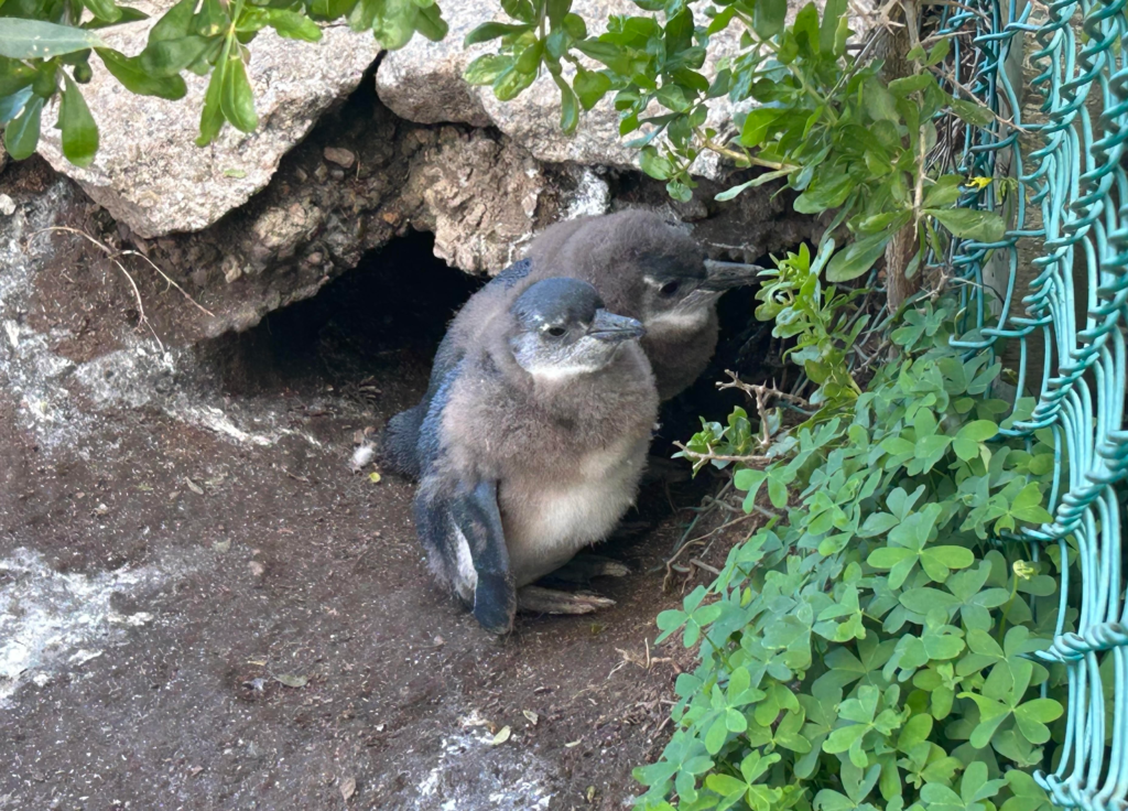 Juvenile penguins shedding their fluffy down