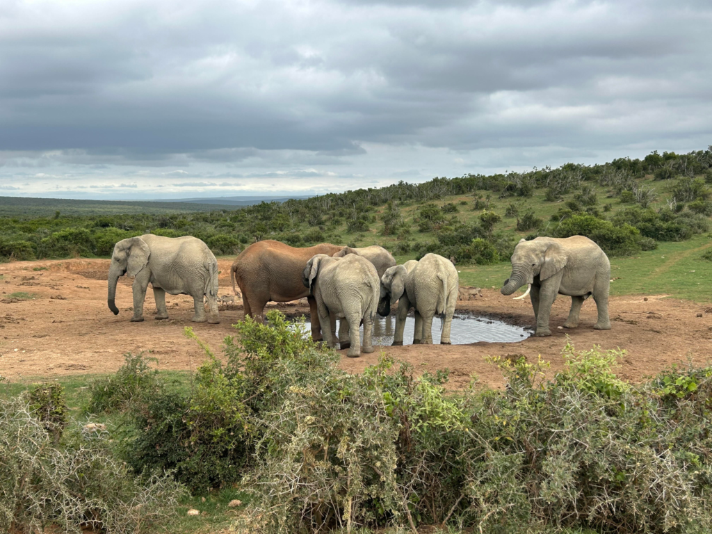 Elephants at a watering hole in Addo Elephant National Park in South Africa