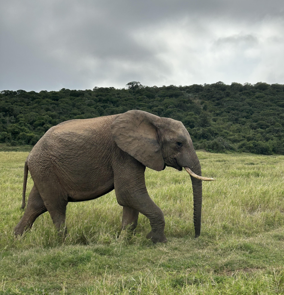 Elephant at Addo Elephant National Park