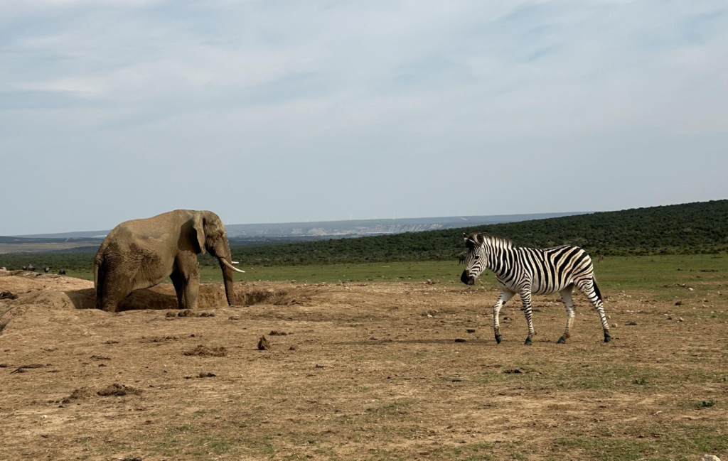 Image of an elephant and a zebra at a watering hole at Addo Elephant Park