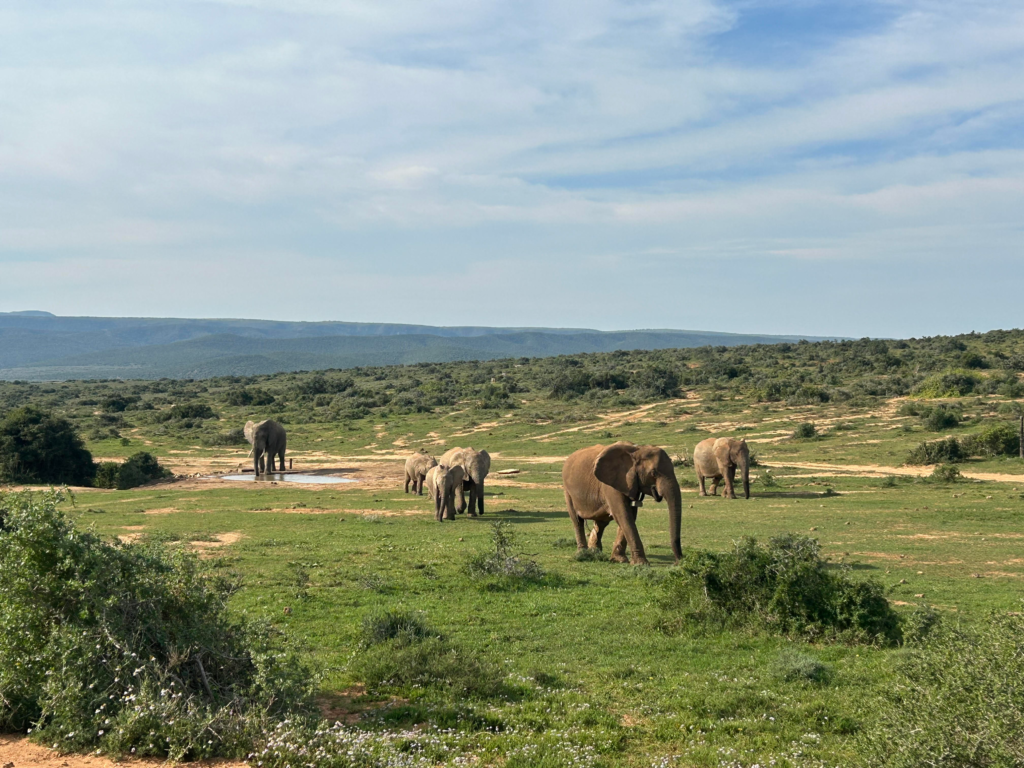Herd of elephants at Addo Elephant National Park