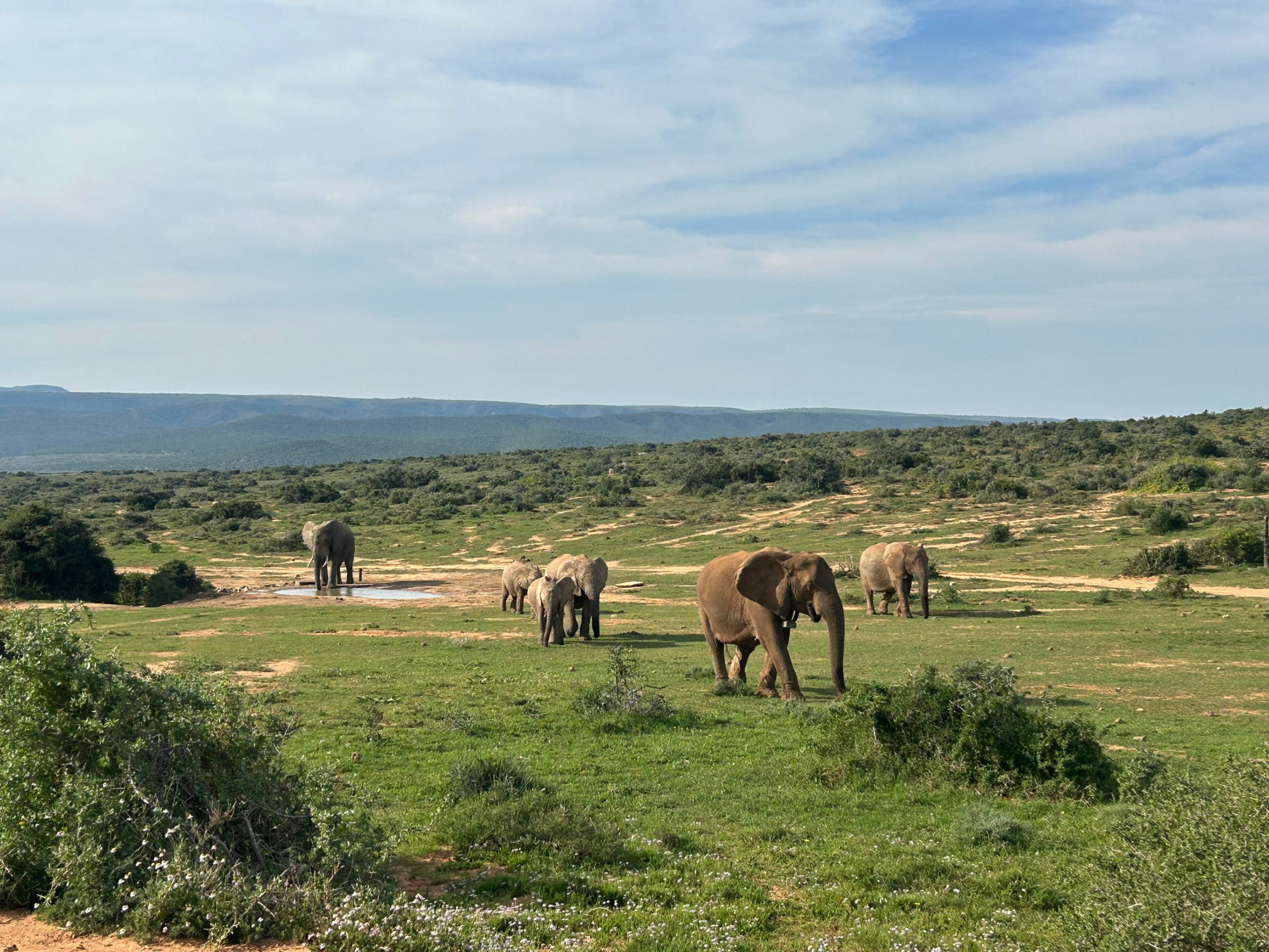 The Ultimate Guide to Addo Elephant National Park (2025)
