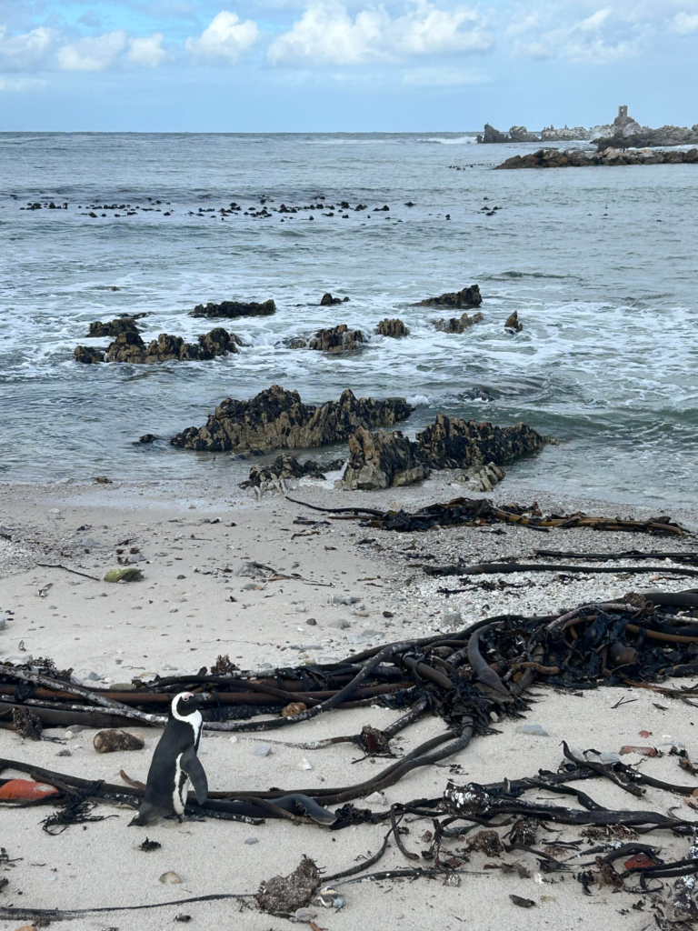 Penguin on the beach at Betty's Bay, part of the 3-week South Africa itinerary