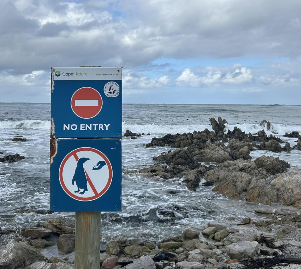 "No feeding penguins" sign at Stony Point Penguin Colony. The SANParks Wild Card is worth it at Cape Nature Reserves.