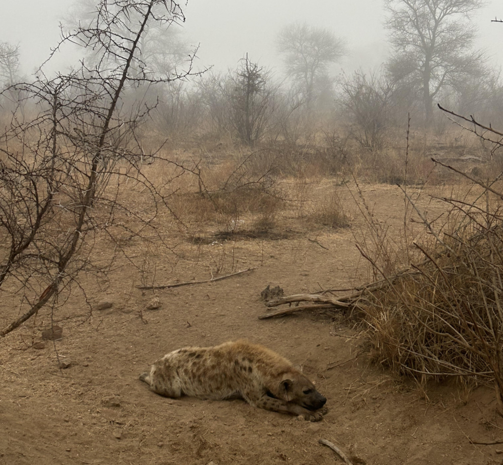 A hyena sleeping in the early morning fog close to Skukuza at Kruger National Park in South Africa