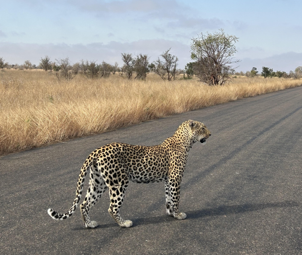 A Leopard standing in the road at Kruger National Park in South Africa