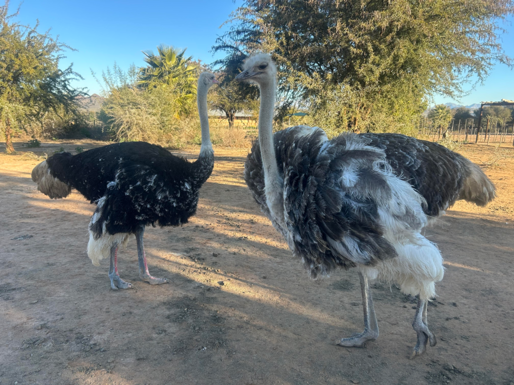 Ostriches at Ostrich Show Farm in Oudtshoorn which can be visited during 3-Week South Africa itinerary