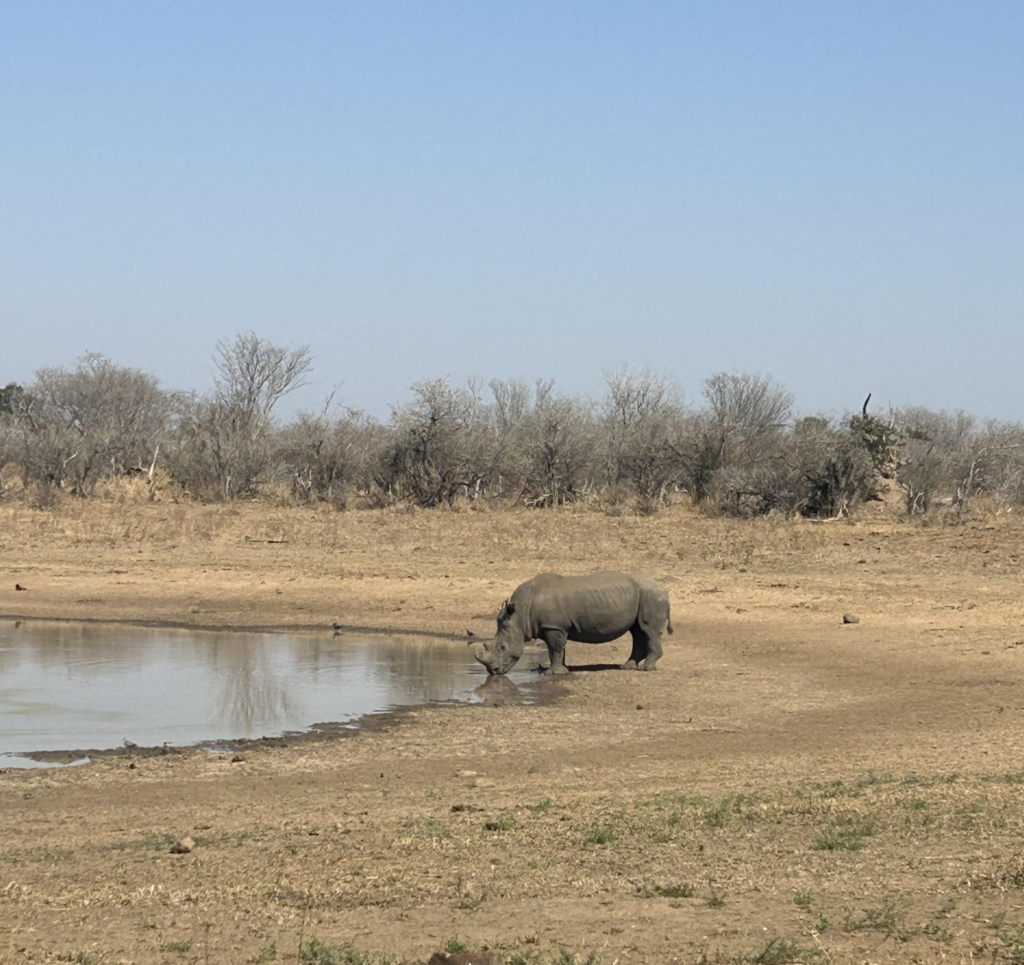 A rhino drinking at a watering hole in Kruger National Park in South Africa