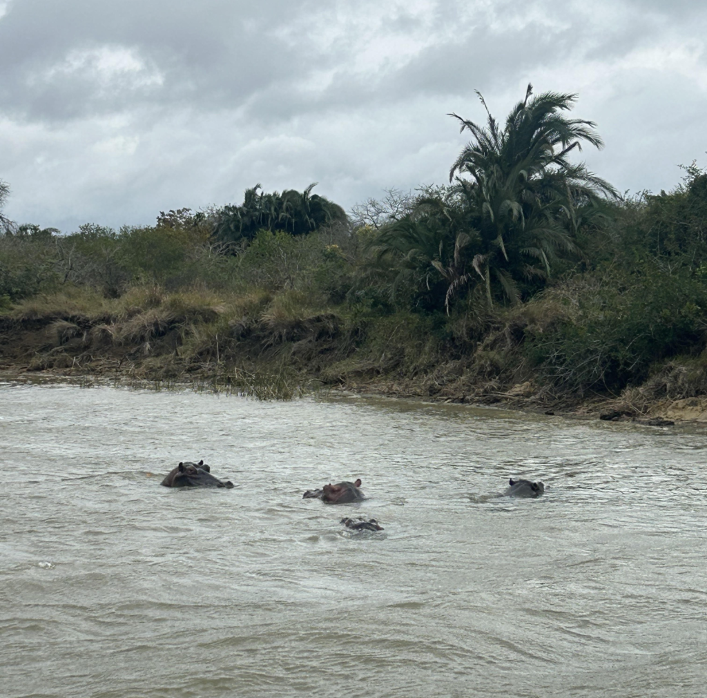 Hippos in the water in St Lucia in South Africa