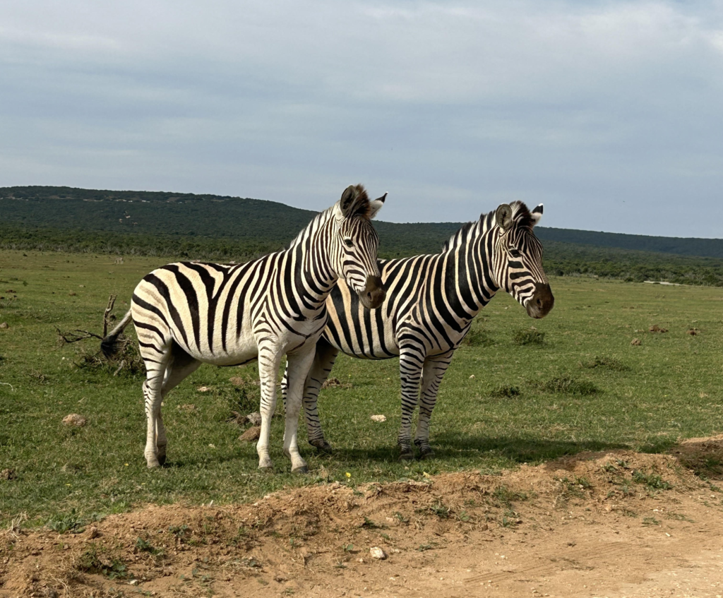Two zebras on the side of the road at Addo Elephant Park