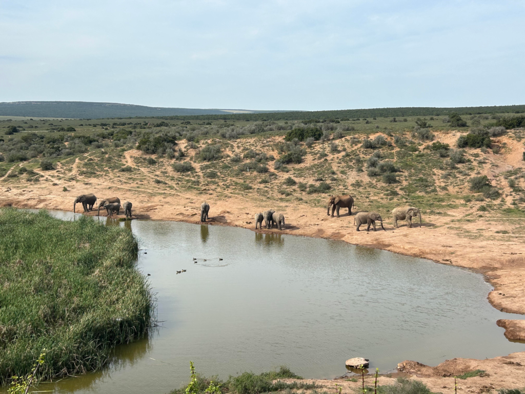 A herd of elephants in the distance drinking from a large watering hole.