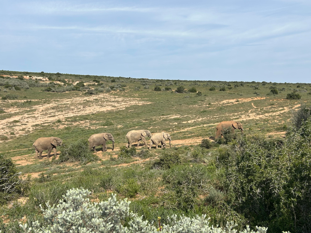 A herd of elephants walking uphill at Addo Elephant National Park.