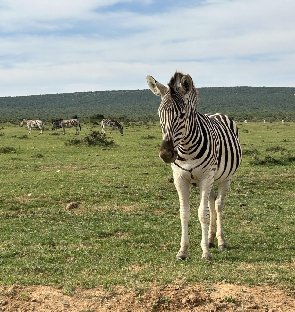 A zebra at the roadside with a group of zebras in the distance.