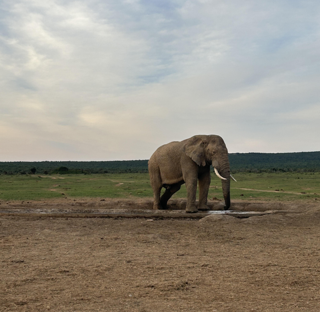 A single elephant at a watering hole at sunset in Addo.