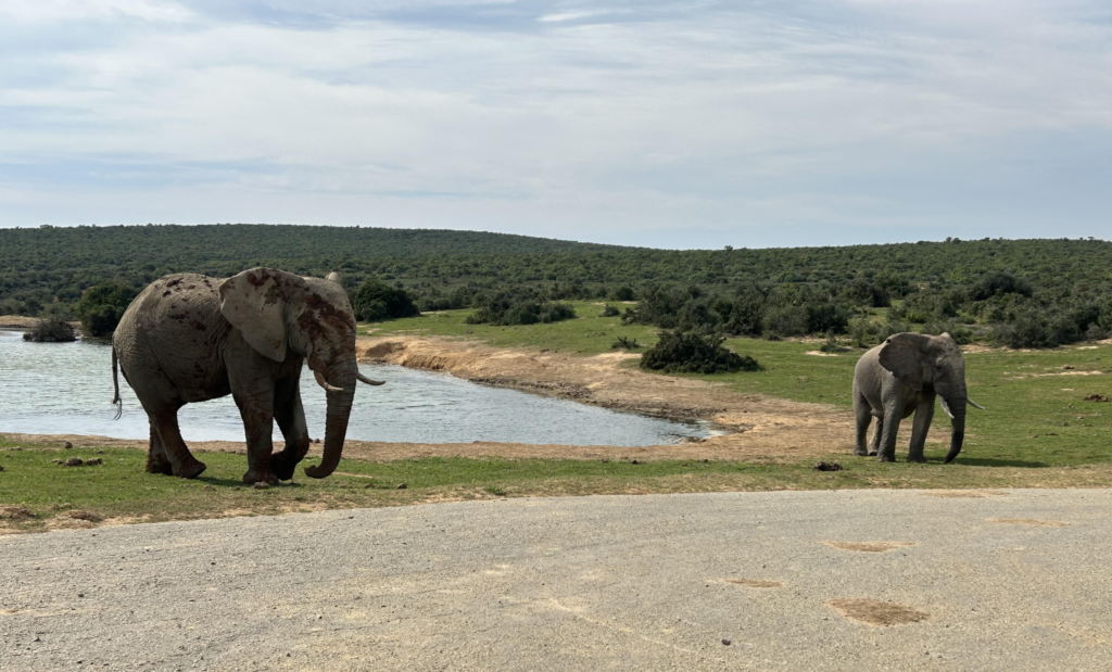Two elephants having a stand-off at a watering hole at Addo in South Africa.
