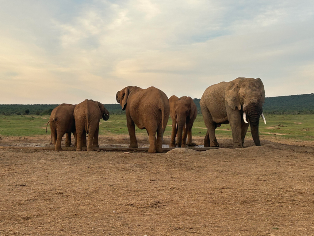 Five elephants at a watering hole during sunset at Addo Elephant National Park.