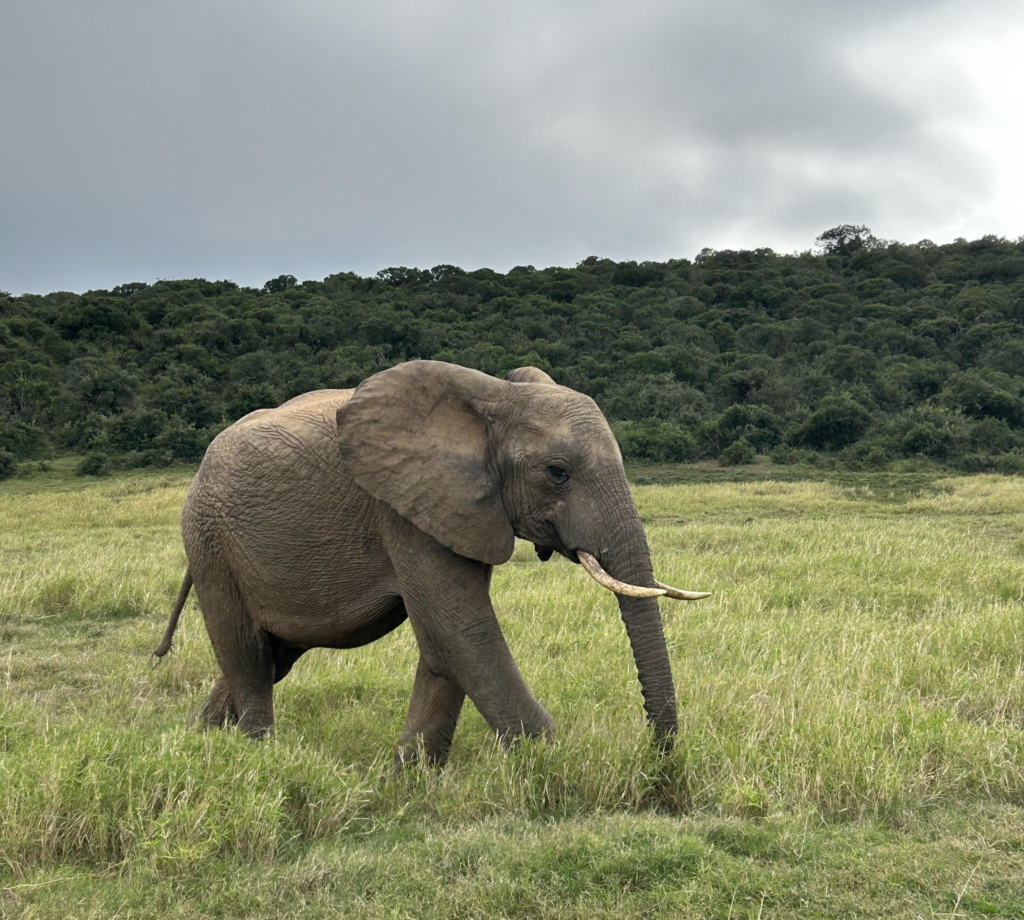 A single elephant walking on a cloudy day at Addo Elephant National Park.