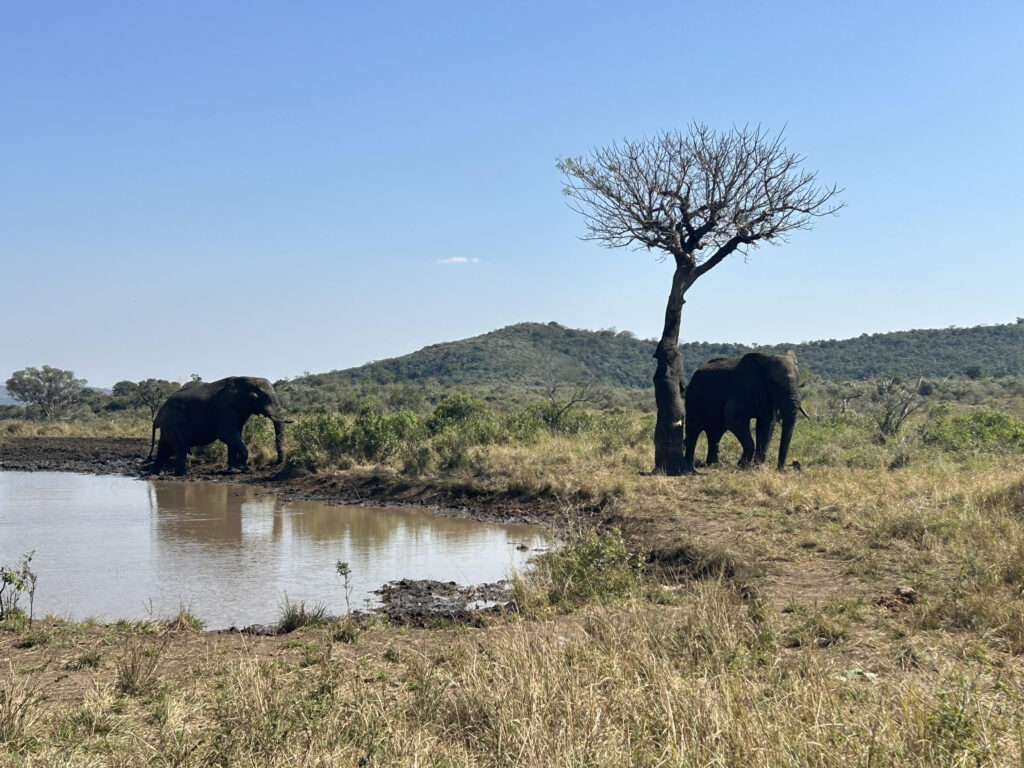 Two elephants at a watering hole in Hluhluwe-iMfolozi Game Reserve during a self-drive KZN safari