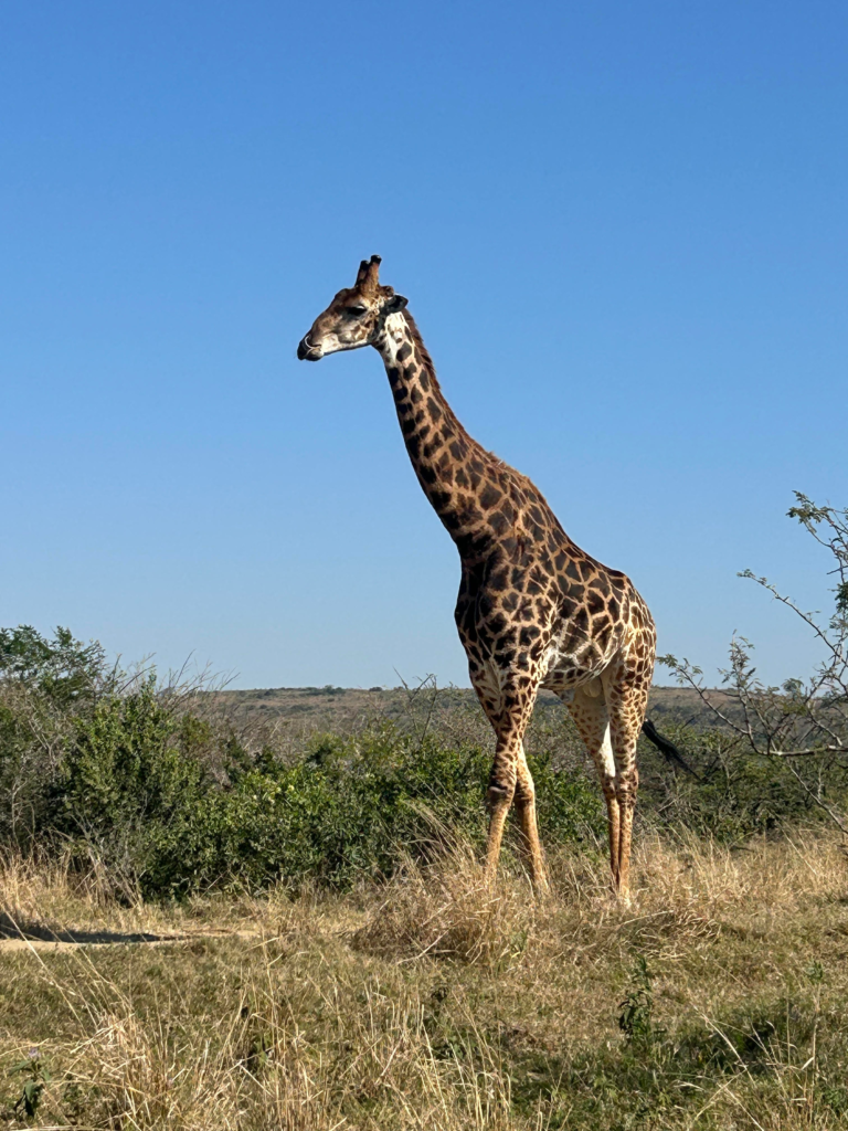 Giraffe at Hluhluwe-iMfolozi Game Reserve during self-drive KZN safari