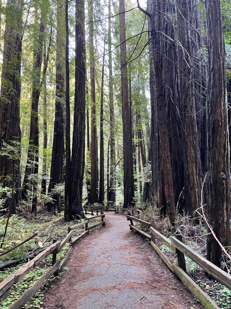 The trail at Muir Woods National Monument in Marin County, California.