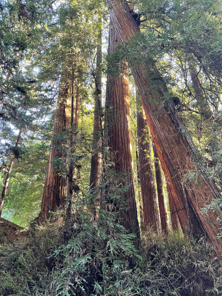 Coast Redwoods at Muir Woods National Monument in California.