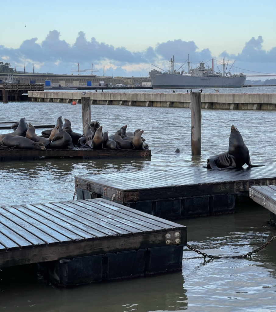 Sea Lions at Pier 39 in Fisherman's Wharf, the starting point for the 1-day in San Francisco itinerary.