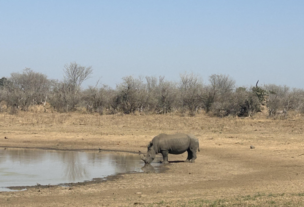 Rhino at a watering hole