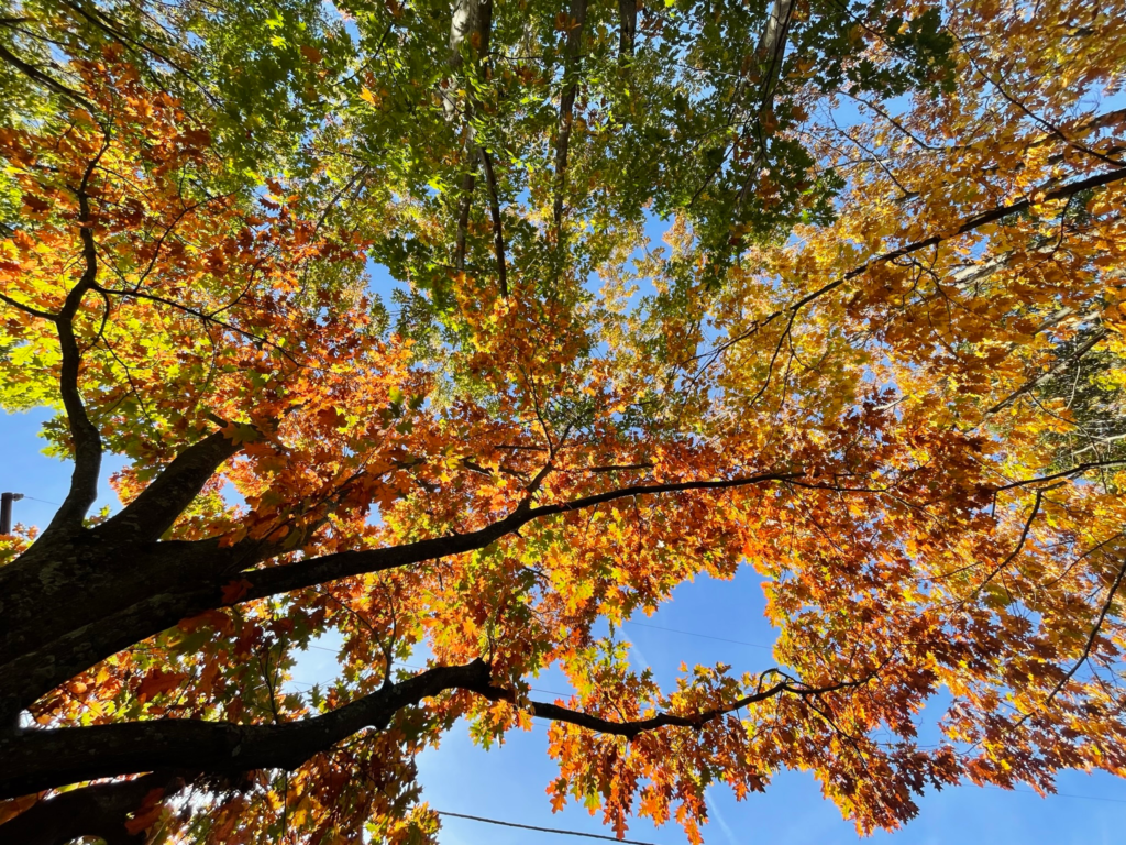 View of the fall leaves from Salem Common