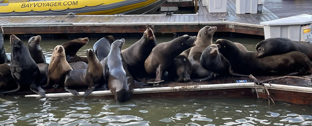 Sea Lions at Pier 39 in Fisherman's Wharf in San Francisco