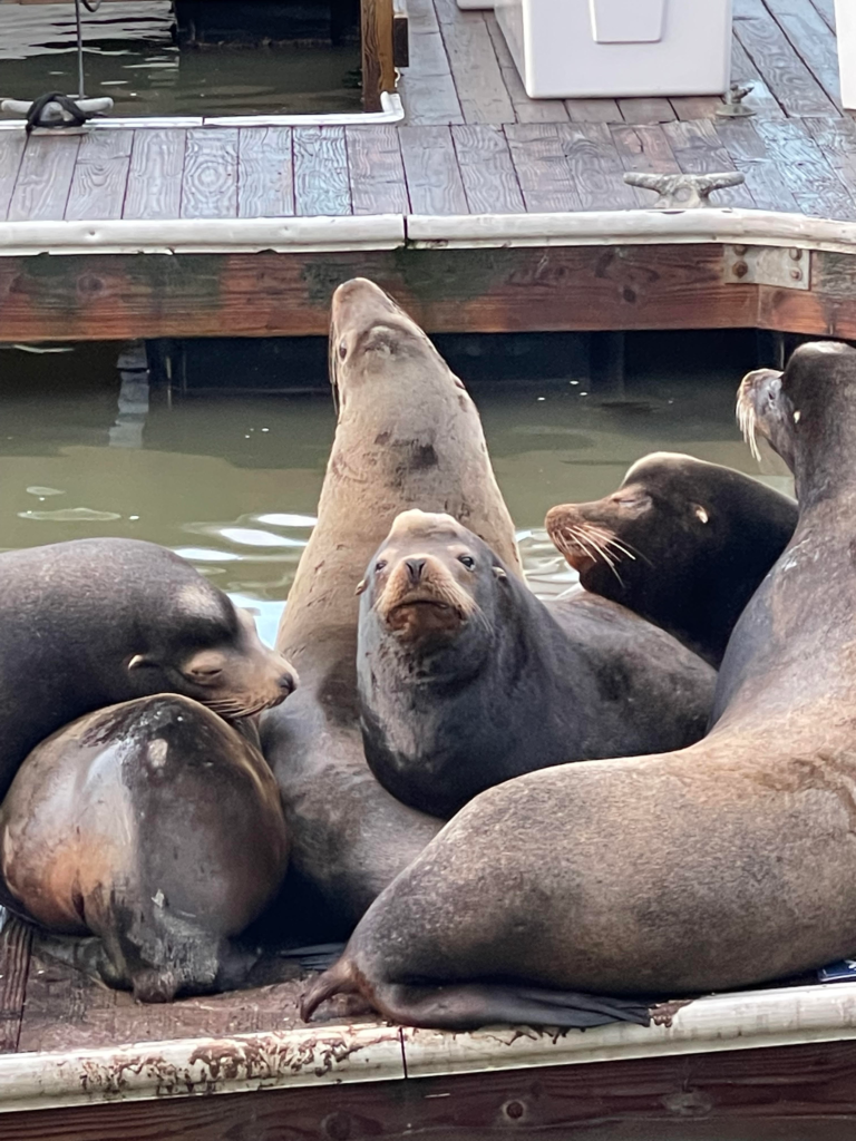 Sea Lions at Pier 39 in San Francisco