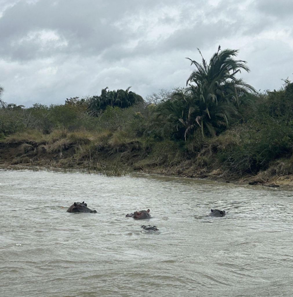 Hippos in the water in St Lucia estuary