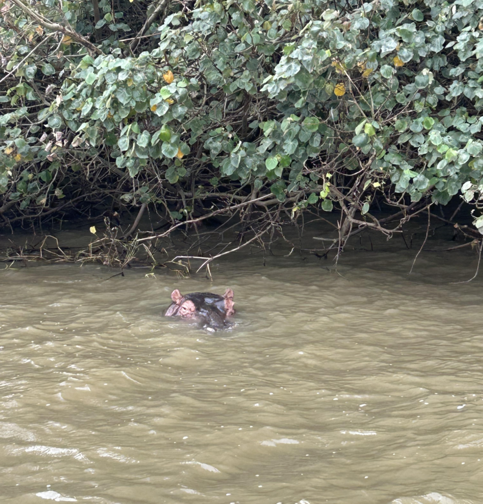 Hippo in the water in St Lucia during KZN safari boat tour