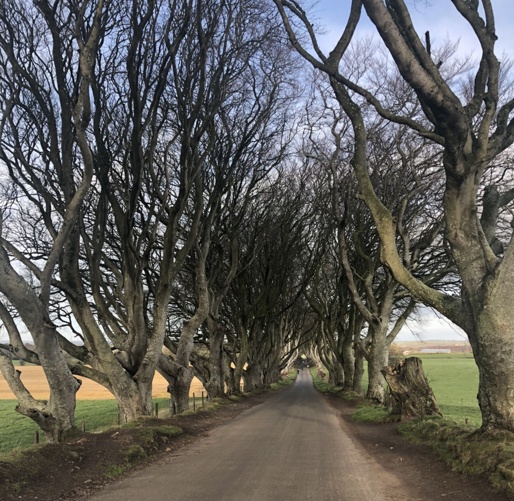 The iconic Dark Hedges used as a Game of Thrones filming location in Northern Ireland.